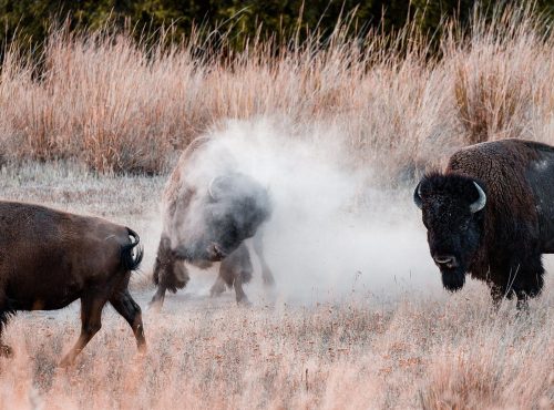 Corrida--incident-Rion-des-Landes